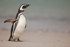 Magellanic Penguin on the Falkland Islands with Cheesemans' Ecology Safaris