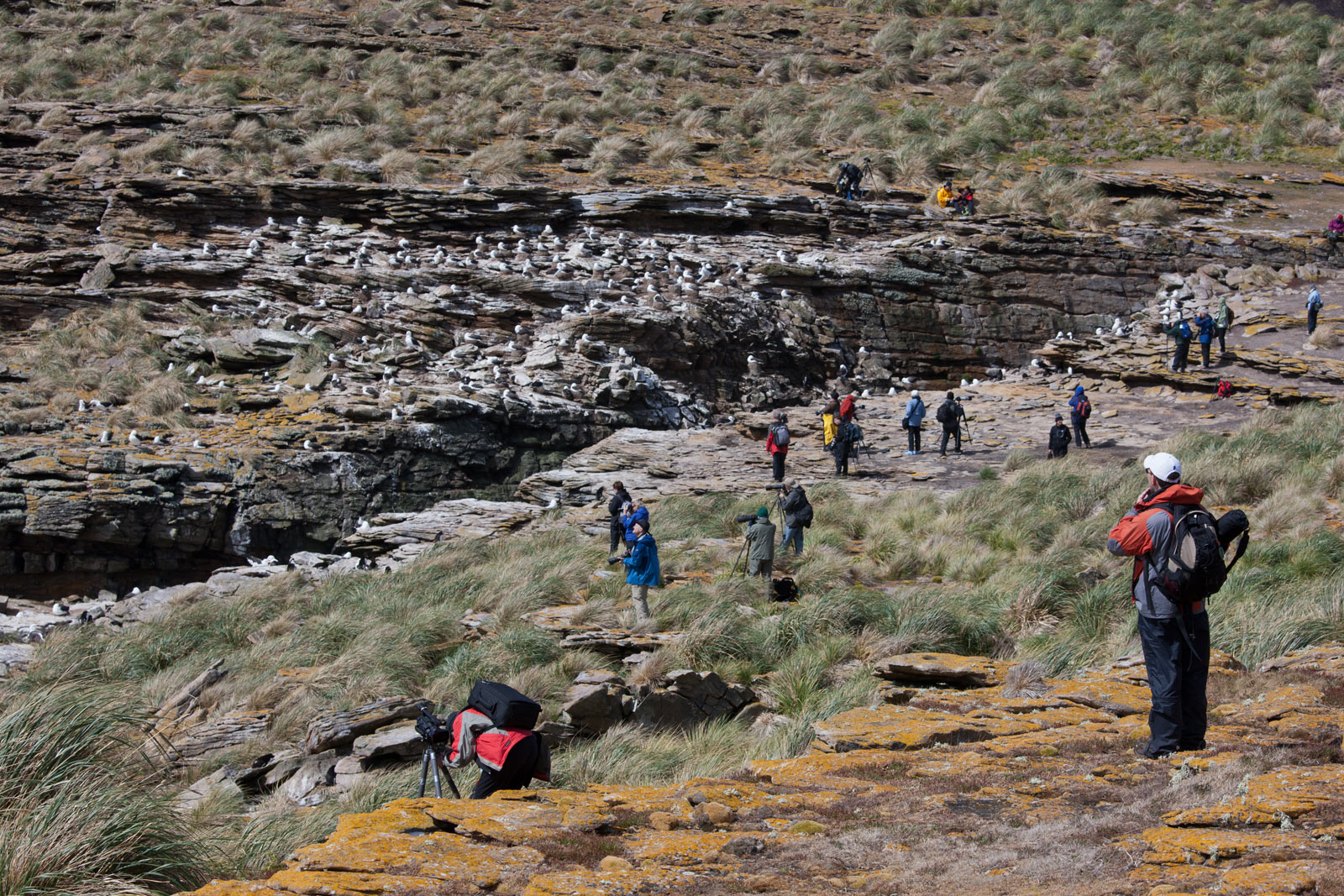 New Island part of the Falkland Islands - Cheesemans Ecology Safaris