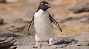 Rockhopper Penguin on the Falkland Islands with Cheesemans' Ecology Safaris