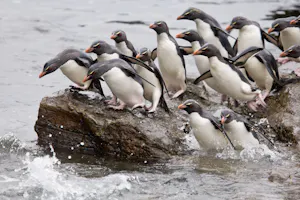 Rockhopper Penguins on the Falkland Islands with Cheesemans' Ecology Safaris