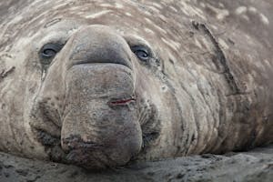 Southern Elephant Seal on the Falkland Islands with Cheesemans' Ecology Safaris