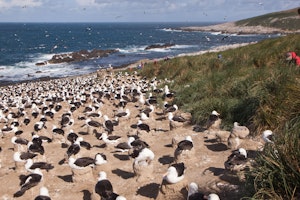 Black-browed Albatross on Steeple Jason Island, Falkland Islands with Cheesemans' Ecology Safaris