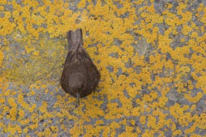 Tussock Bird on the Falkland Islands with Cheesemans' Ecology Safaris