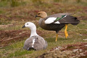 Upland Geese on the Falkland Islands with Cheesemans' Ecology Safaris