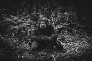 Chimpanzee photo by Scott Davis with Cheesemans' Ecology Safaris