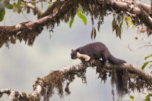 Black Giant Squirrel photo with Cheesemans' Ecology Safaris