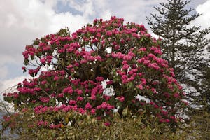 Rhododendron photo with Cheesemans' Ecology Safaris
