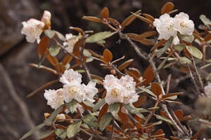 Rhododendron photo with Cheesemans' Ecology Safaris