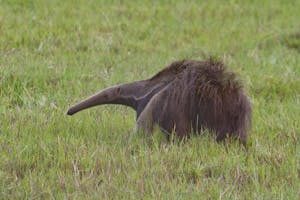 Giant Anteater by Debbie Thompson with Cheesemans' Ecology Safaris
