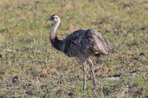 Greater Rhea by Debbie Thompson with Cheesemans' Ecology Safaris