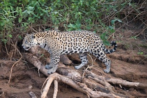 Jaguar with Cheesemans' Ecology Safaris