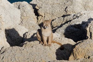 Puma (Cougar) © Claudio Vidal