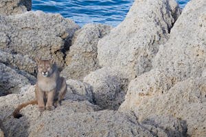 Puma (Cougar) photo by Claudio Vidal with Cheesemans’ Ecology Safaris