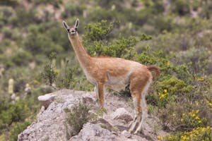 Guanaco photo by Cheesemans’ Ecology Safaris