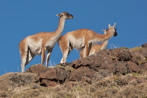 Guanacos © Cheesemans’ Ecology Safaris