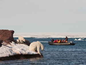 Polar Bear photo by Cheesemans’ Ecology Safaris