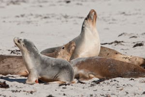 Australian Sea Lion photo by Debbie Thompson with Cheesemans' Ecology Safaris
