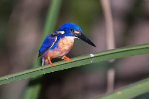 Azure Kingfisher photo by Cheesemans' Ecology Safaris