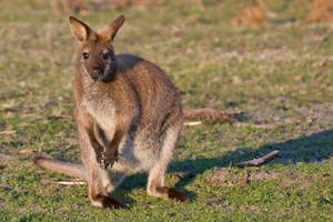 Bennet's Wallaby photo by Debbie Thompson with Cheesemans' Ecology Safaris
