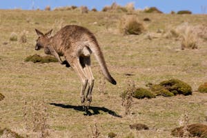 Eastern Gray Kangaroo photo by Debbie Thompson with Cheesemans' Ecology Safaris