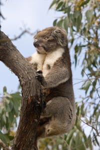 Koala photo by Cheesemans' Ecology Safaris