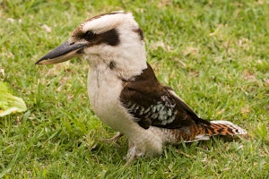 Laughing Kookaburra photo by Debbie Thompson with Cheesemans' Ecology Safaris