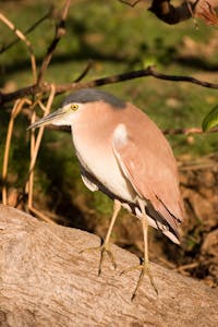 Nanking Night Heron photo by Debbie Thompson