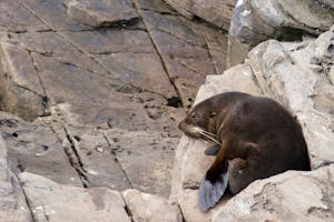 New Zealand Fur Seal photo by Debbie Thompson with Cheesemans' Ecology Safaris