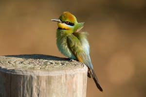Rainbow Bee-eater photo by Cheesemans' Ecology Safaris