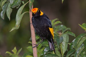 Regent Bowerbird © Cheesemans' Ecology Safaris
