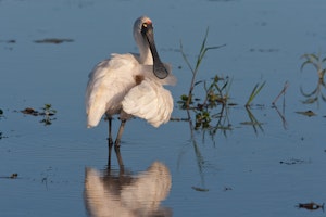 Royal Spoonbill photo by Cheesemans' Ecology Safaris