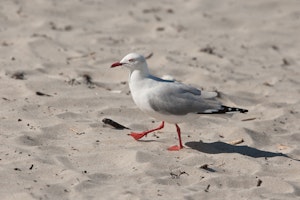 Silver Gull photo by Cheesemans' Ecology Safaris