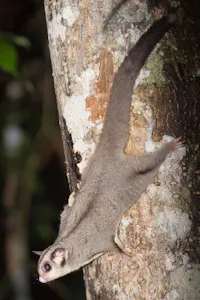 Sugar-Glider photo by Debbie Thompson with Cheesemans' Ecology Safaris