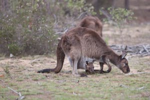 Western Gray Kangaroo photo by Cheesemans’ Ecology Safaris