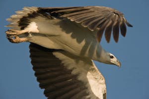White-breasted Sea-Eagle photo by Cheesemans' Ecology Safaris