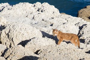 Puma (Cougar) cub photo by Claudio Vidal with Cheesemans’ Ecology Safaris