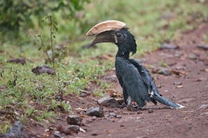 Silvery-cheeked hornbill photo by Cheesemans' Ecology Safaris