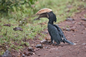 Silvery-cheeked hornbill photo by Cheesemans' Ecology Safaris