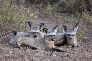 Bat-eared foxes with Cheesemans’ Ecology Safaris