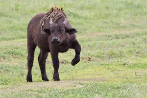 Cape Buffalo photo by Debbie Thompson with Cheesemans' Ecology Safaris
