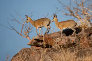 Klipspringer photo with Cheesemans' Ecology Safaris
