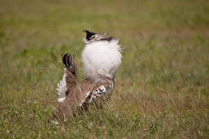 Kori bustard with Cheesemans’ Ecology Safaris