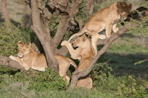 African Lions photo with Cheesemans' Ecology Safaris