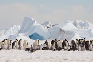 Emperor Penguins on Snow Hill Island photo with Cheesemans' Ecology Safaris