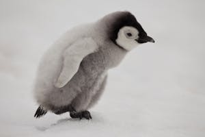 Emperor Penguin chick on Snow Hill Island, Antarctica, photo with Cheesemans' Ecology Safaris