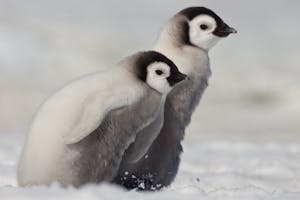Emperor Penguin chicks on Snow Hill Island photo with Cheesemans' Ecology Safaris