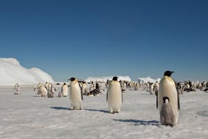 Emperor Penguins on Snow Hill Island, Antarctica, photo with Cheesemans' Ecology Safaris