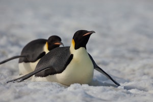 Emperor Penguins on Snow Hill Island photo with Cheesemans' Ecology Safaris