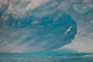 Snow Petrel near iceberg in Antarctica with Cheesemans' Ecology