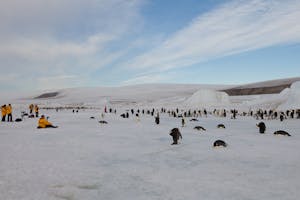 Visiting the Emperor Penguin colony on Snow Hill Island, Antarctica, photo with Cheesemans' Ecology Safaris